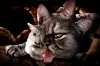 Lil Bub from the Meow Purrdy video.