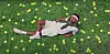 Rapper Aminé laying in the grass with tennis balls